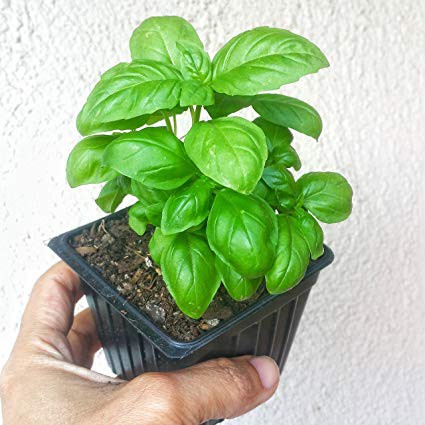 Basil Herb Seeds Shopee Philippines