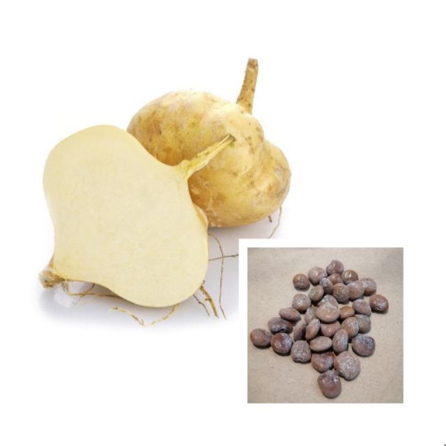 Singkamas Seeds Jicama Seeds Shopee Philippines