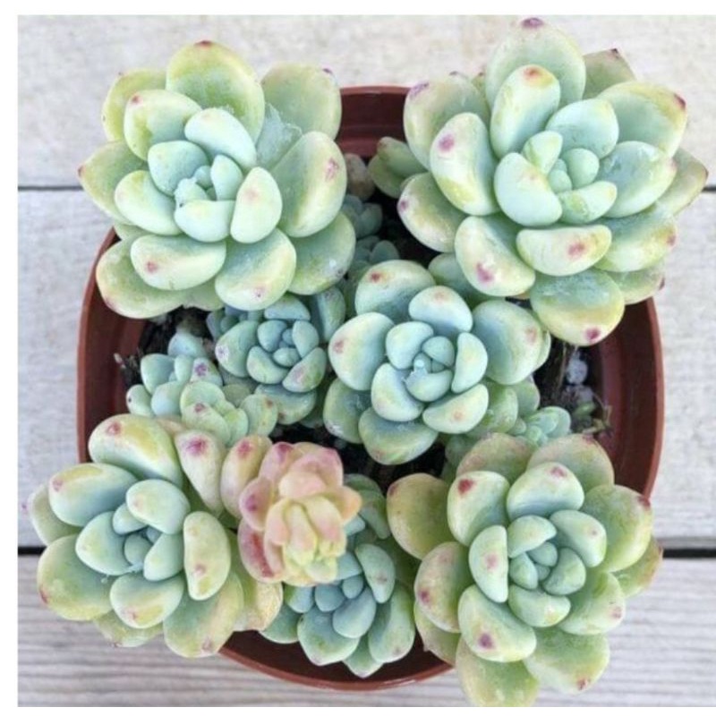 SEDUM GEORGE/ SEDUM CLAVATUM | Shopee Philippines