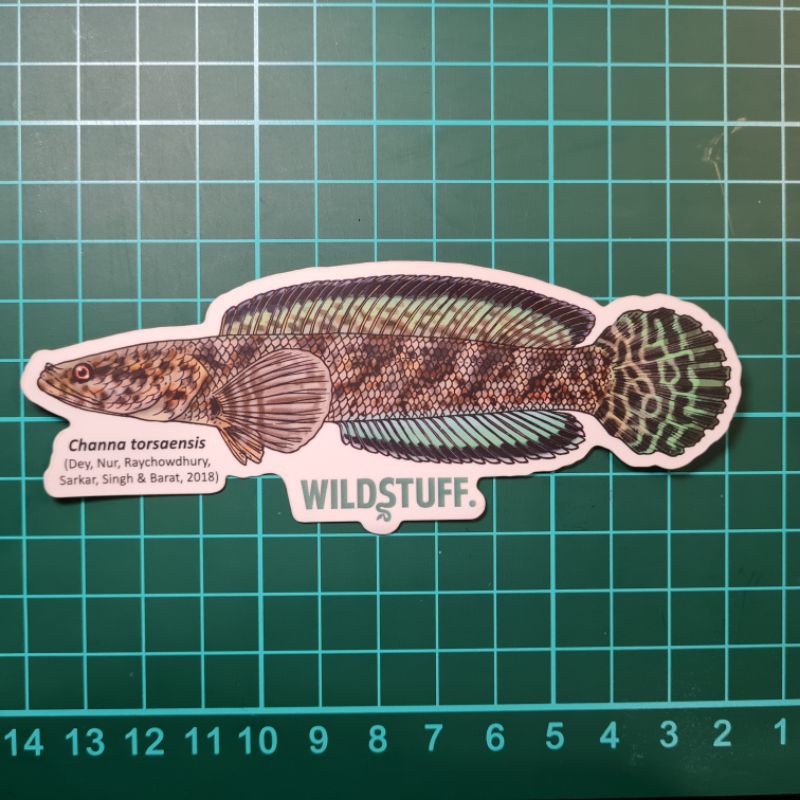 CHANNA TORSAENSIS STICKER | Shopee Philippines