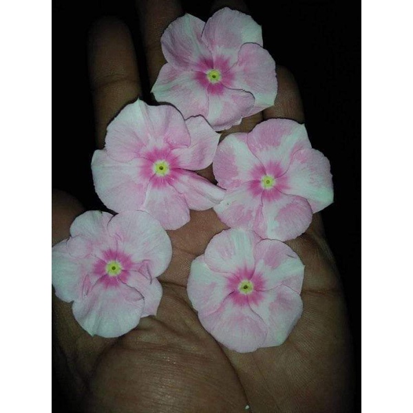 Indonesian Vinca/Periwinkle Pink Star Angel (10 seeds) | Shopee Philippines