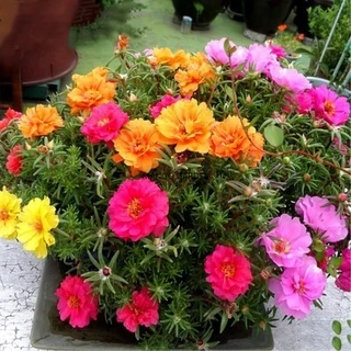 portulaca - Best Prices and Online Promos - Aug 2024 | Shopee Philippines