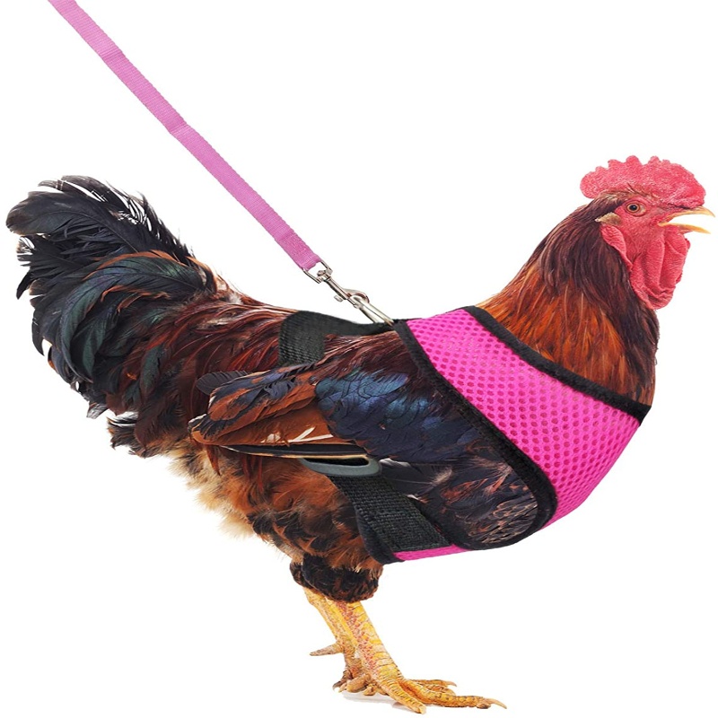 RAN Adjustable Chicken Leash for Hens Duck Puppy Rooster Harness with Leash Breathable Comfortable Pet Harness S for M L Shopee Philippines