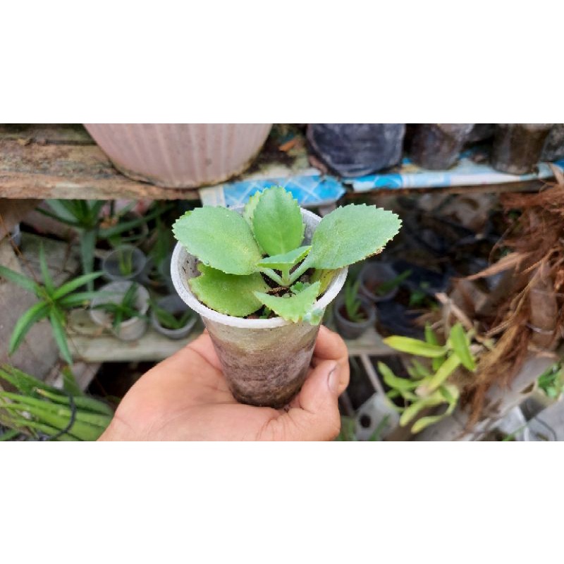 KATAKATAKA - MOTHER OF MILLIONS || MOTHER OF THOUSANDS LIVE HALAMAN ...
