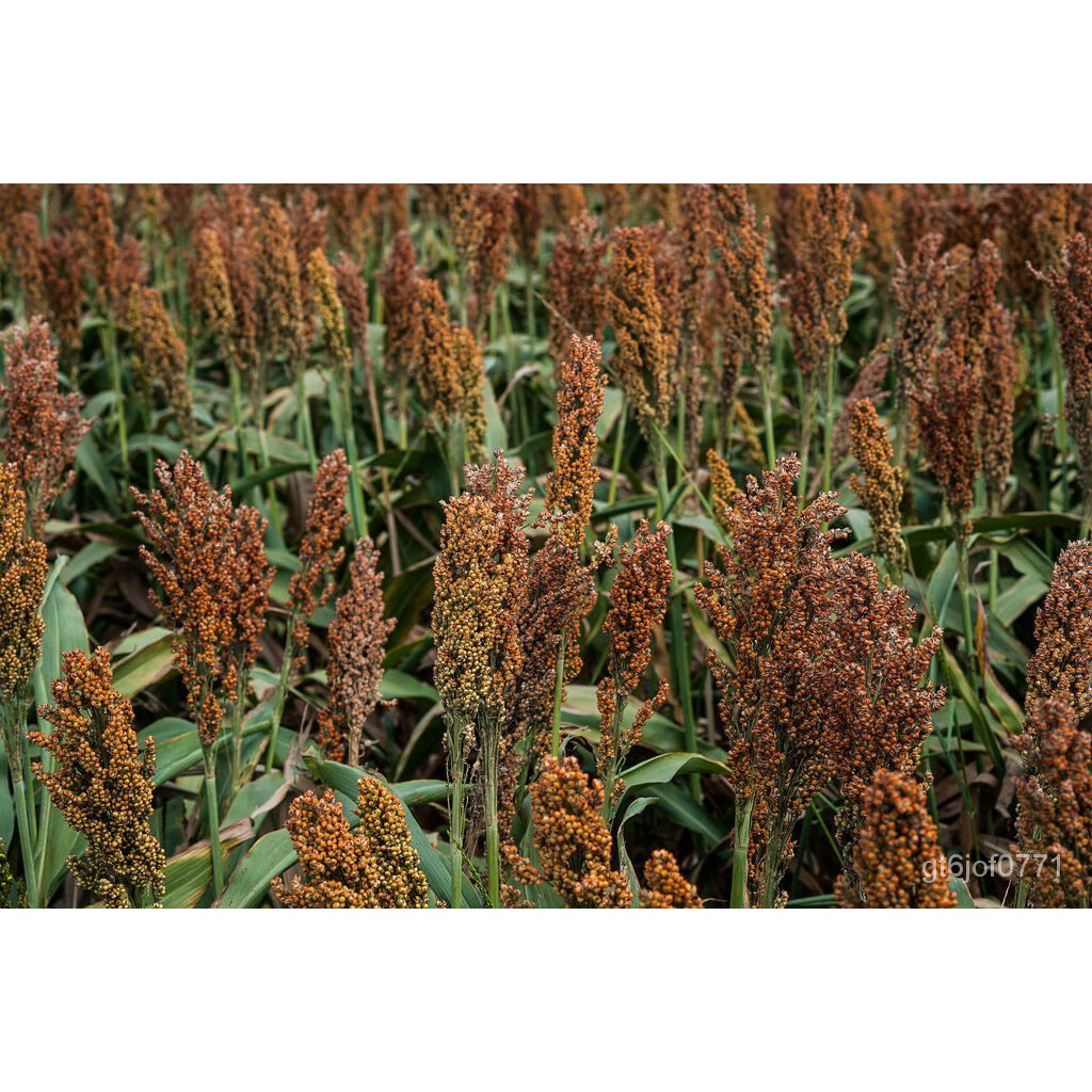 Guaranteed germination rate 100 WILD GAME FOOD PLOT SORGHUM aka MILO ...