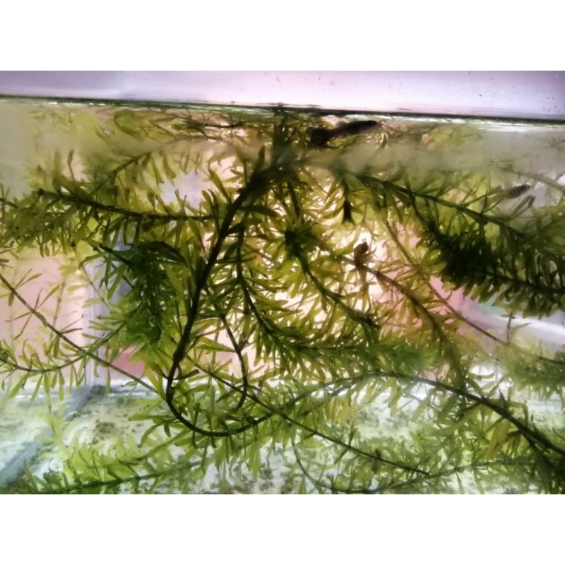 Hydrilla Live Aquatic Plants (5 floating stems) Shopee Philippines