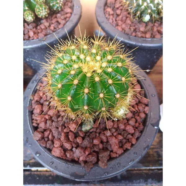 Coleocephalocereus aureus Shopee Philippines