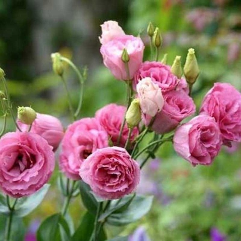 thumbnail image 2 of Lisianthus (Eustoma) Grandiflorum Rosanne 2 Green - Muller Seeds 2 of 11