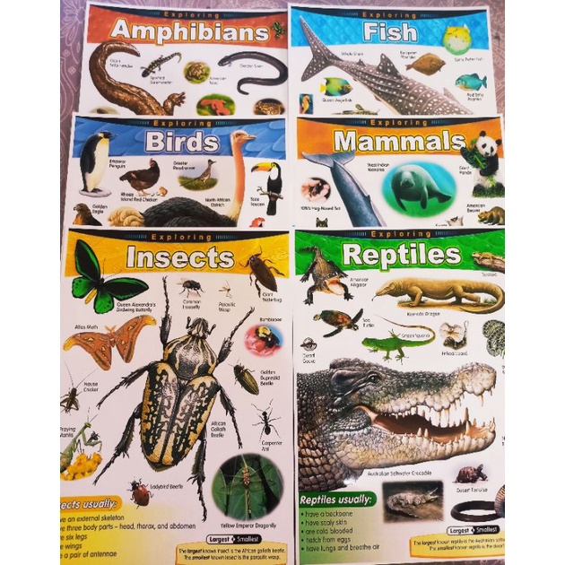 Mammals and reptiles and hot sale amphibians