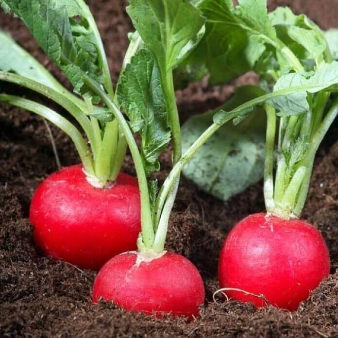 Red Radish Seeds (2gram/bag) | Shopee Philippines