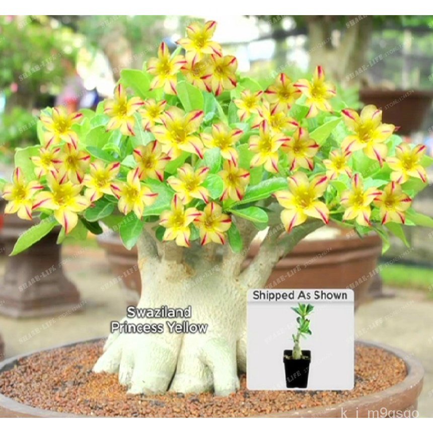 Plantable5pcsbag Rare Adenium Obesum Flower Adenium Obesum Adenylate Seed Bonsai Plant Home 8634