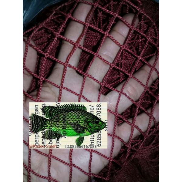 FISH CARAMBA THREADNilon | Shopee Philippines