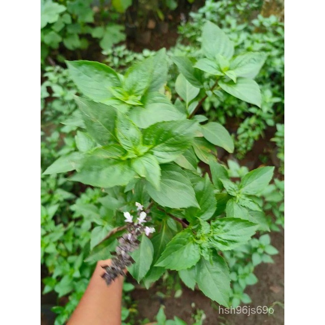 Thai Basil Live Plant STRICTLY LUZON ONLY with FREE plastic pot and garden soil 2 STOCKS ONLY L