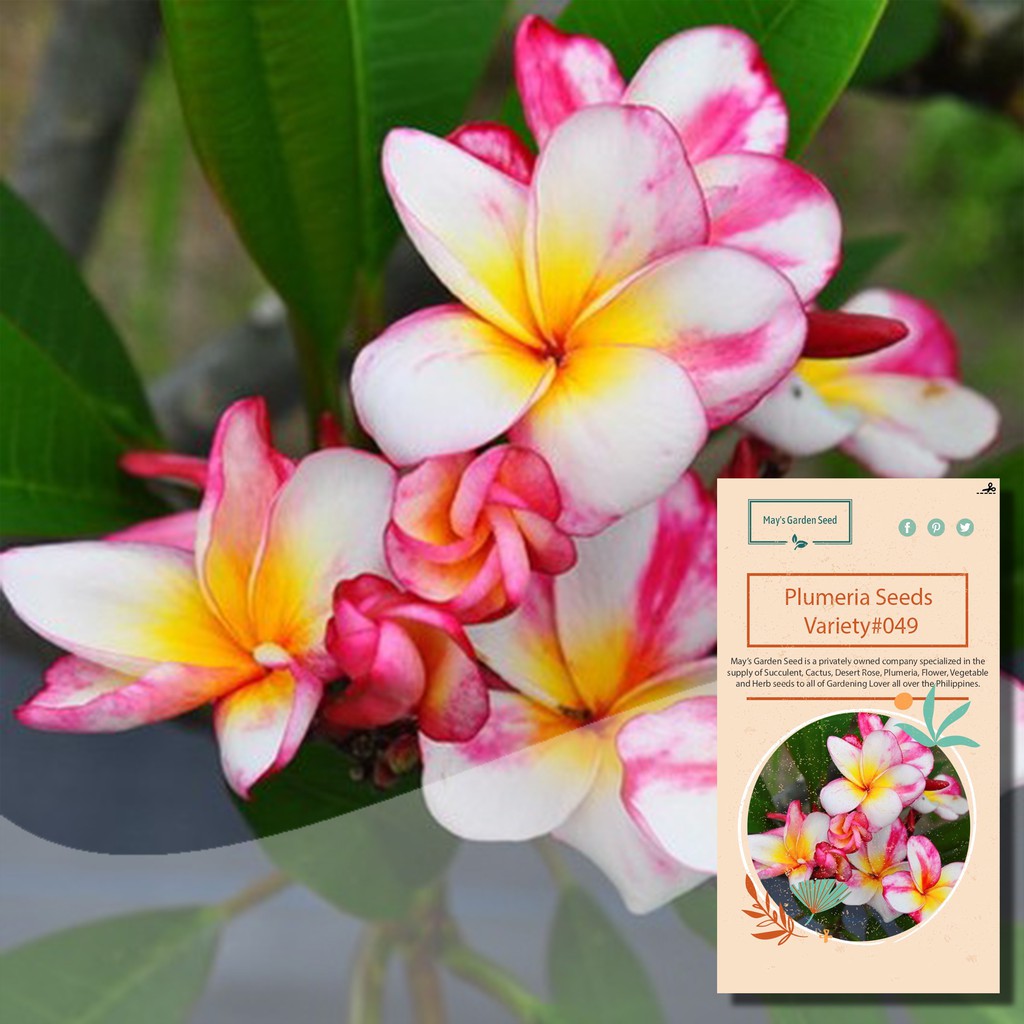Rare Color White and Yellow with Pink Stripe Kalachuchi Seeds, Plumeria ...