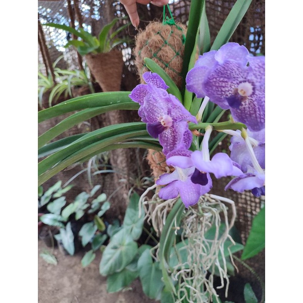 20 cm Coco Wattles for Vanda, Hanging Plants and Other Vine Plants ...