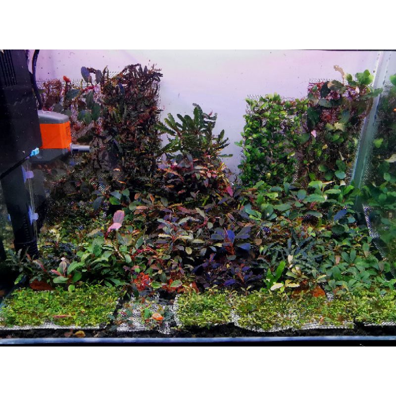 Bucephalandra / SOLD PER 2 PIECEs (RHIZOMEs) / Bucep / Aquatic plants