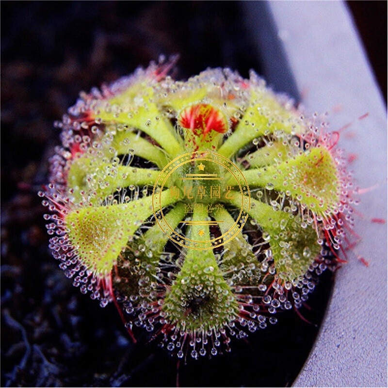 Dionaea Muscipula Large Seeding Slurperon Pitcher Plant Mozzie Buster ...