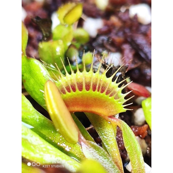 Venus Flytrap dionaea muscipula B52 insect eating trap SMALL clumping ...