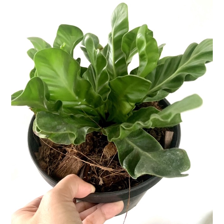 Cobra Fern (Asplenium Nidus) | Shopee Philippines