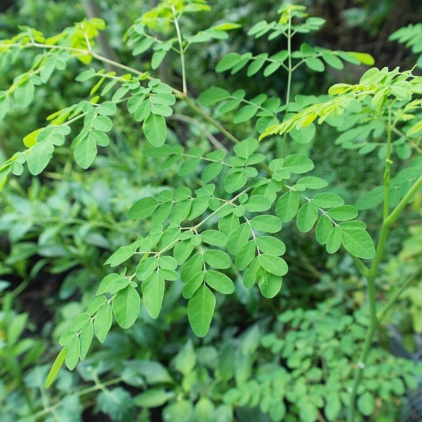 Malunggay Seeds - Premium Moringa Seeds for Home Gardens | Non-GMO ...