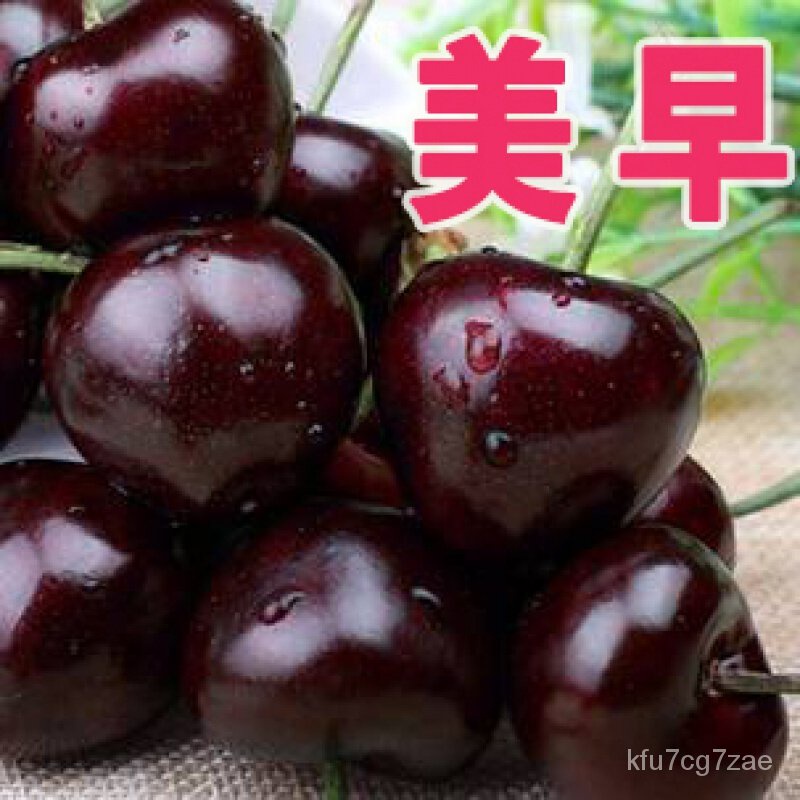 Cherry tree seedlings Cherry Seedlings Big Cherry Tree Grafting Dwarf Potted Plant Field