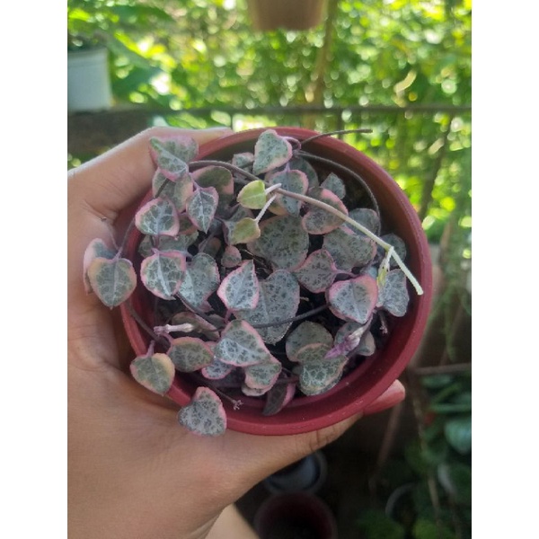 STRING OF HEART (REGULAR AND VARIEGATED) Shopee Philippines