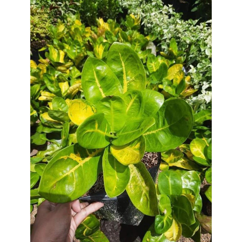 San Francisco Plant for Outdoor Gardening Shopee Philippines