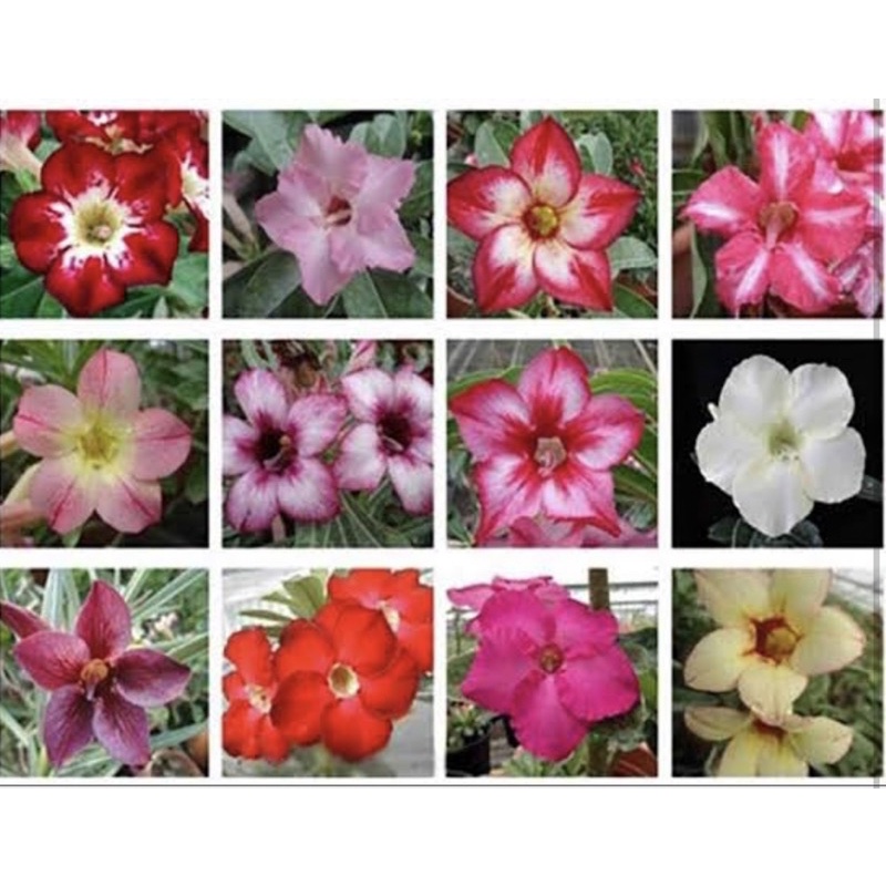 Adenium Flower seeds Home Tropical Garden Seed (10,20,30 seeds ...