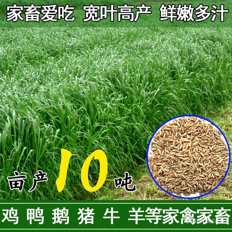 Forage Seeds Perennial Ryegrass Seeds Four Seasons Alfalfa Sudan Grass