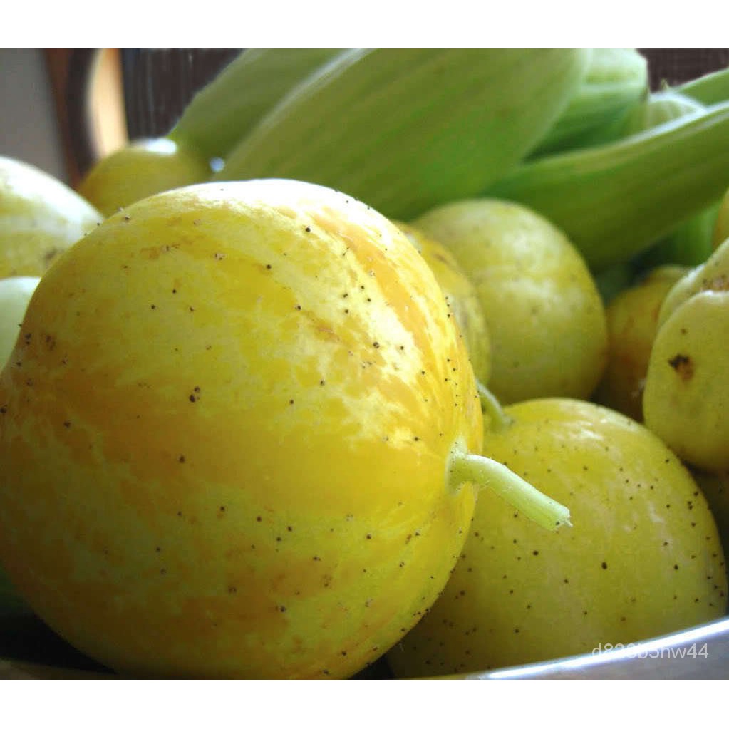 Guaranteed germination rate 100 LEMON CUCUMBER Cucumis Sativus Fruit