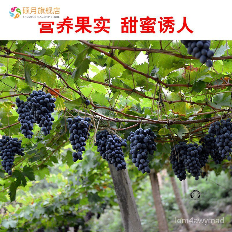 Sapphire Grape Seedlings Pot Field Cultivation Four Seasons Climbing
