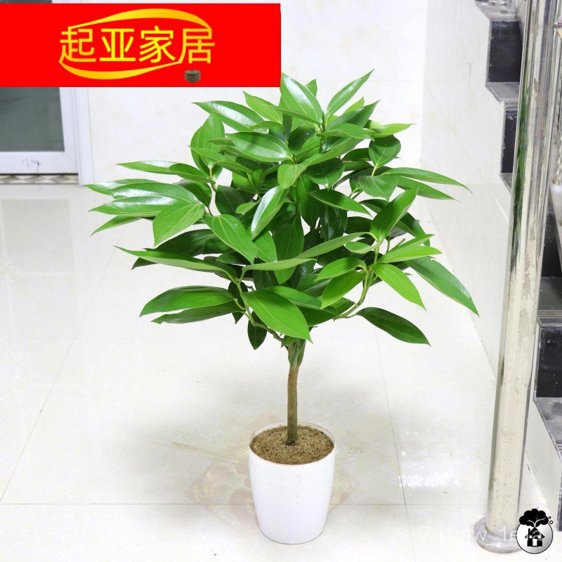 Christmas Tree Potted Happy Sapling Indoor Potted Plant Plant Pot ...