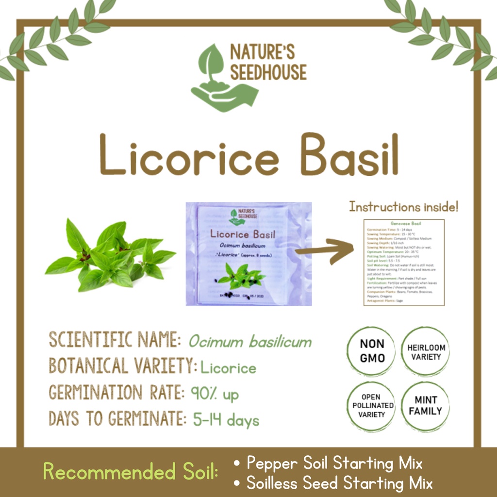 Licorice Basil Seeds Persian Basil Seeds Anise Basil Seeds