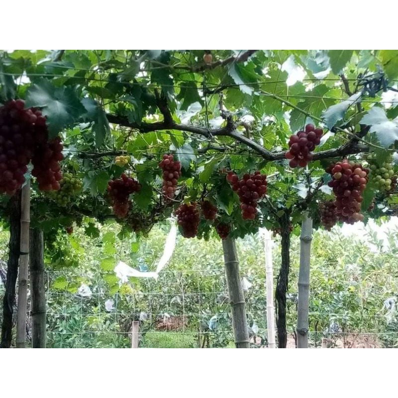 Grape Cuttings For Sale Sweet and Seedless Red Cardinal Shopee
