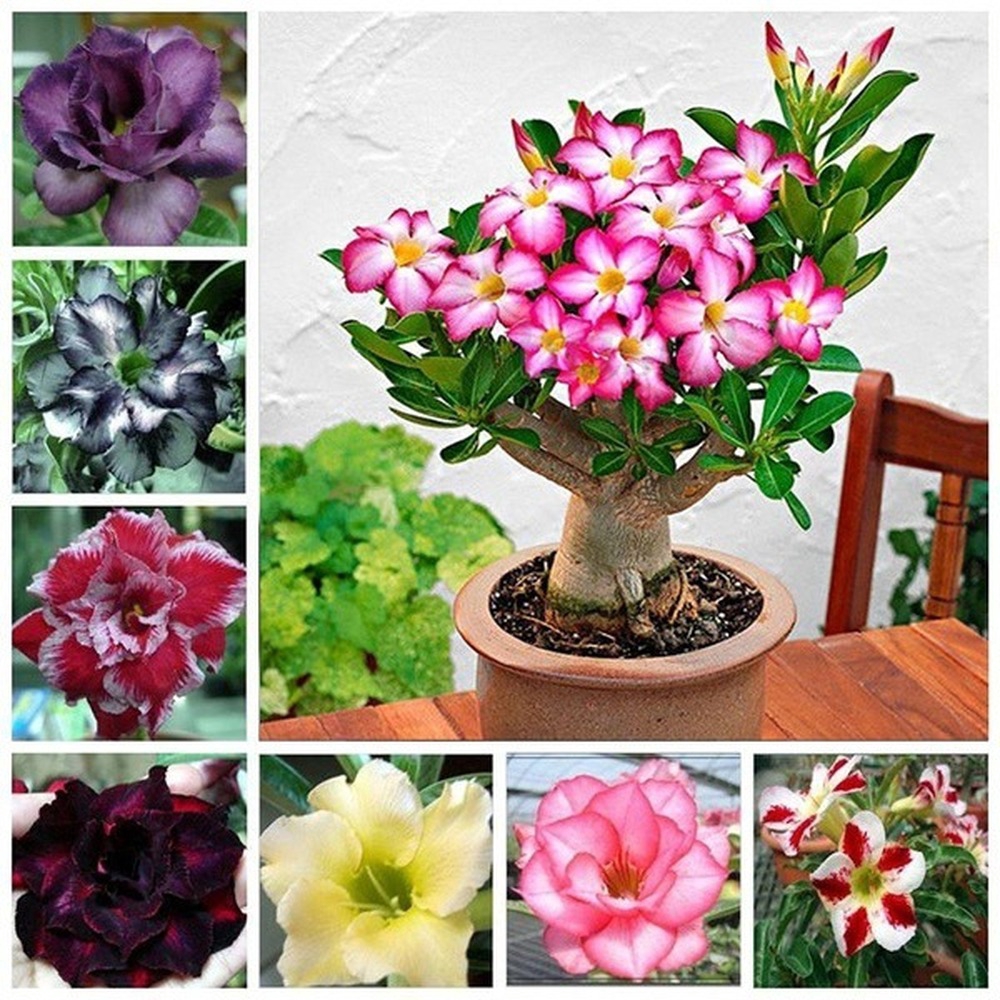 Desert Rose Seeds 6PCS/Bag,Mixed Color,Balcony Potted Flowers and ...