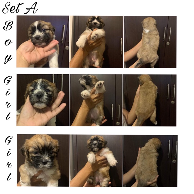 1 month shih tzu hot sale puppy