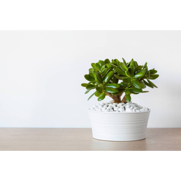 ASIAN MONEY TREE JADE CACTUS PLANT, lucky plant, money plant, money