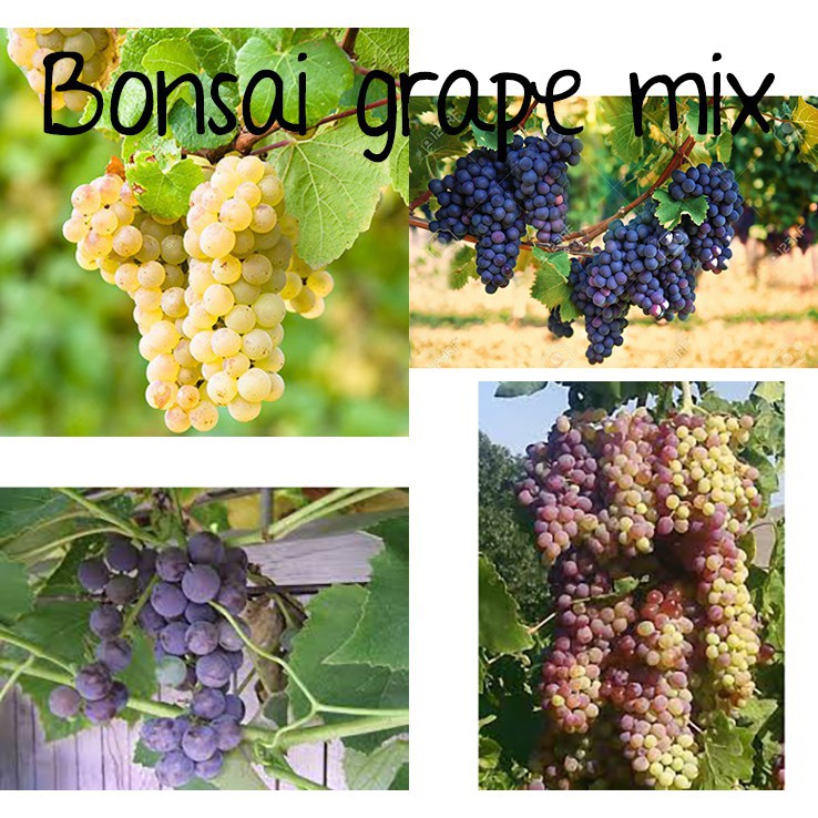 Bonsai black grape lama pinot autumn lady vine fruit seeds grapes