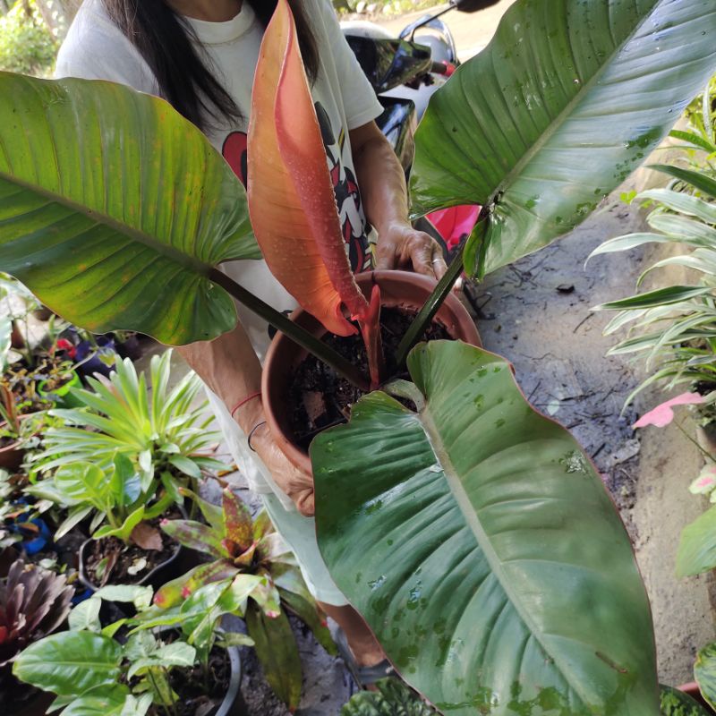 PHILODENDRON PRINCE ALBERT/MEXICANUM/Prince orange | Shopee Philippines