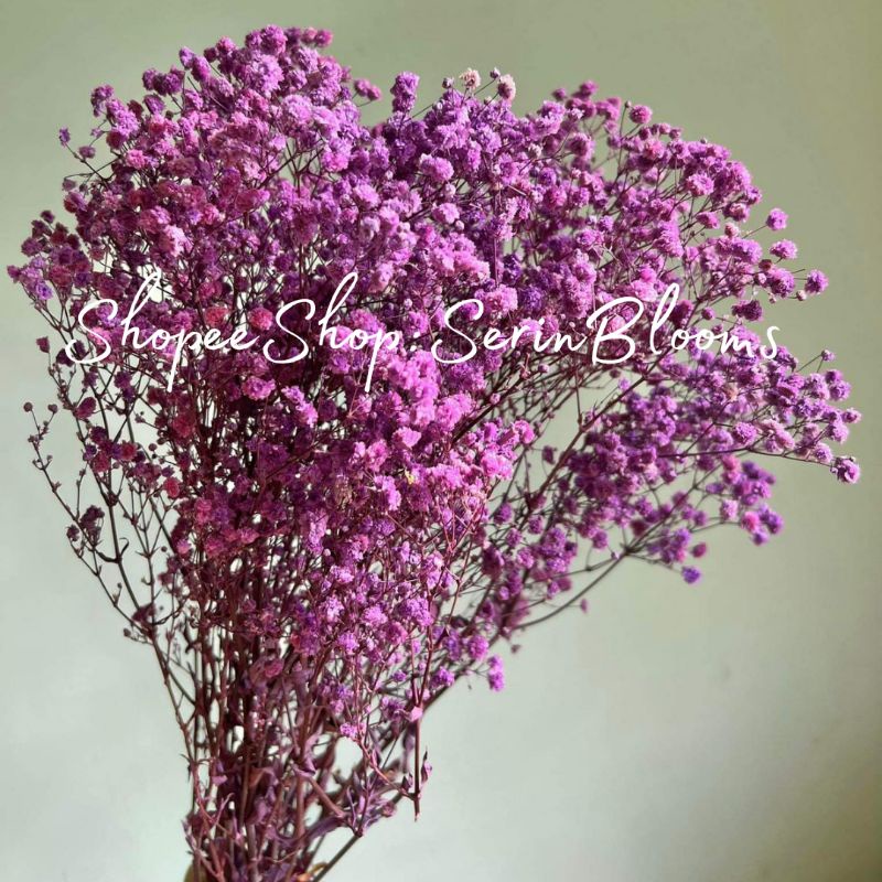 Preserved/Dried Gypsophila (baby's breath) sold per bundle | Shopee ...