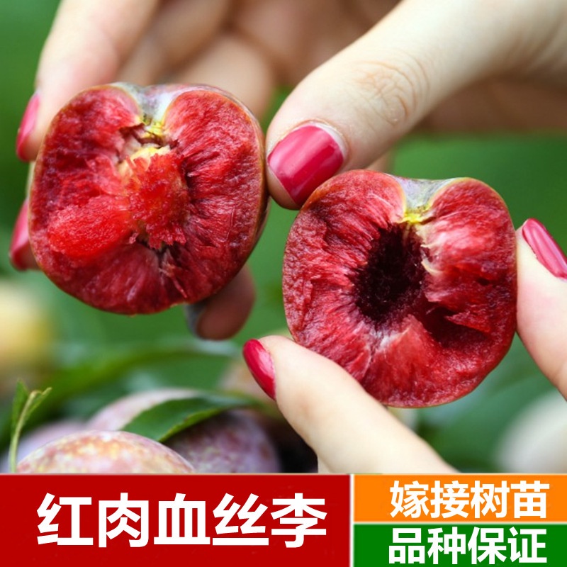 Fruit Nursery Stock Grafting Plum SeedlingsSouth Africa Gold Li Miao