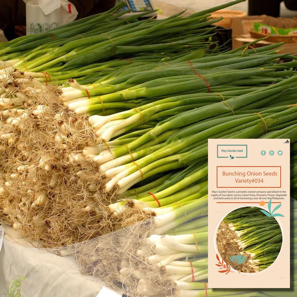 Bunching Onion Sibuyas Dahon Seeds Fragrant Vegetable Seeds034