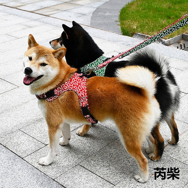 Shiba inu hotsell pulling on leash