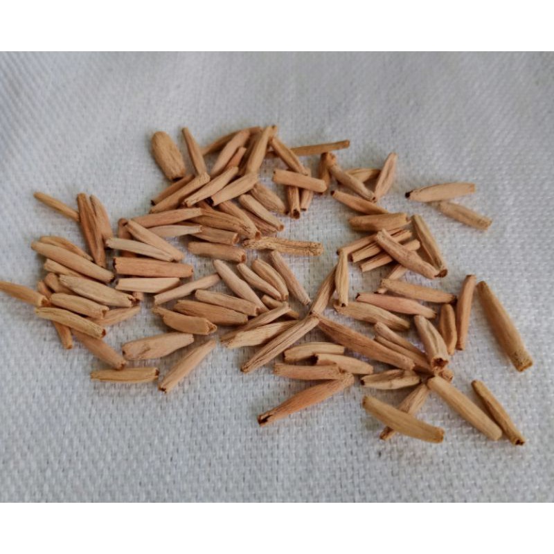 Shop calachuchi for Sale on Shopee Philippines
