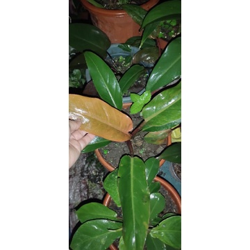 heartleaf philodendron hanging Lemon Lime Vining Heartleaf Philodendron cordatum main image 1