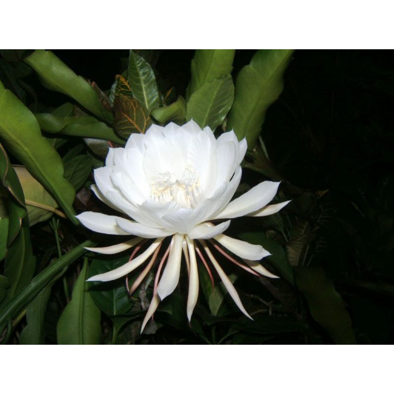 The most expensive flower in the world Rare and Majestic "Queen of the