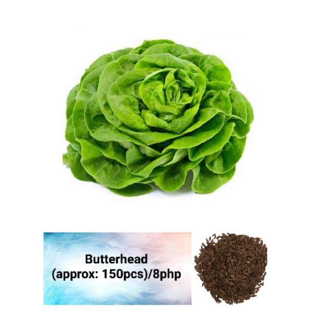 Butterhead Lettuce Seeds (approx 150pcs) Shopee Philippines