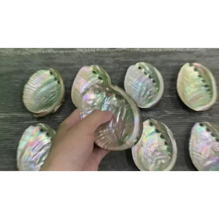 1PCS / 3PCS/ 5PCS Incense Holders, Natural Abalone Shell Raw Materials ...