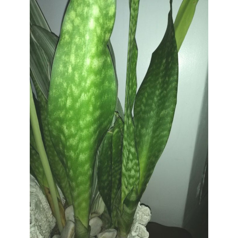 Snake Plant (uprooted) green wild variety plant SANSEVIERIA COD