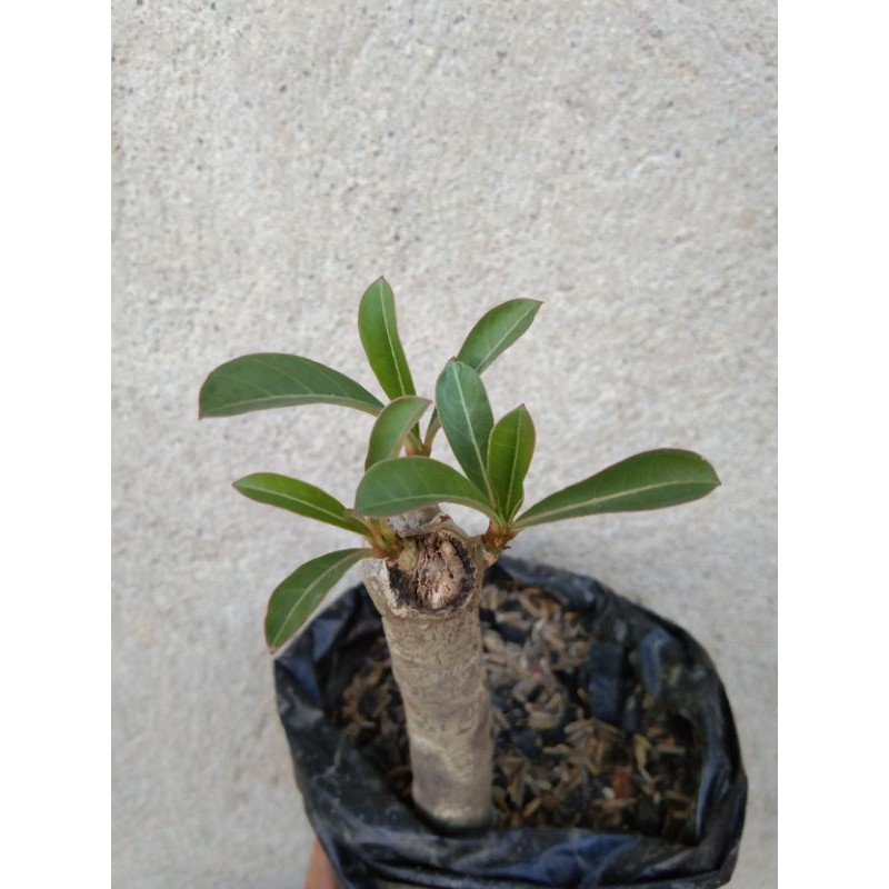 Calachuchi with roots (Adenium Obesum) | Shopee Philippines